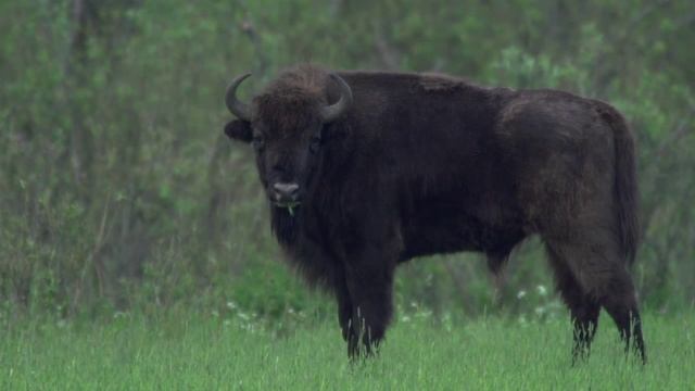 Зубры. Июнь. Bisons. June.