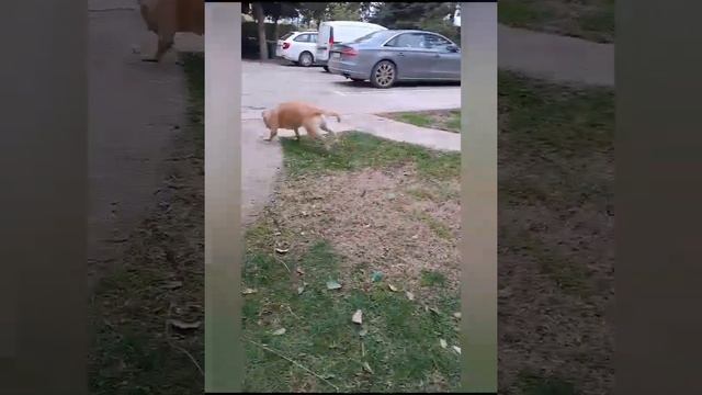 Чем нельзя кормить собак ? Which Food Should Not Eat Dogs?