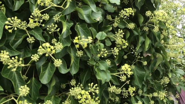 How Does Nature Change In A British Year? Plant And Animal Calendar - Part Two | UK Ecosystem