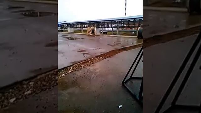 РАБОТА НА НЕФТЕПЕРЕКАЧИВАЮЩЕЙ СТАНЦИИ ( НПС) ОТДЫХАЕМ ПОСЛЕ РАБОТЫ))