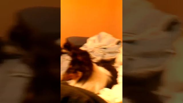 Chihuahua 15 Years Old With A Sheltie And Border