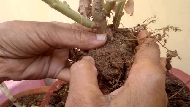 D013d710728ed375bb6325bbc2a4489e