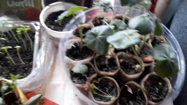 Моя рассада.