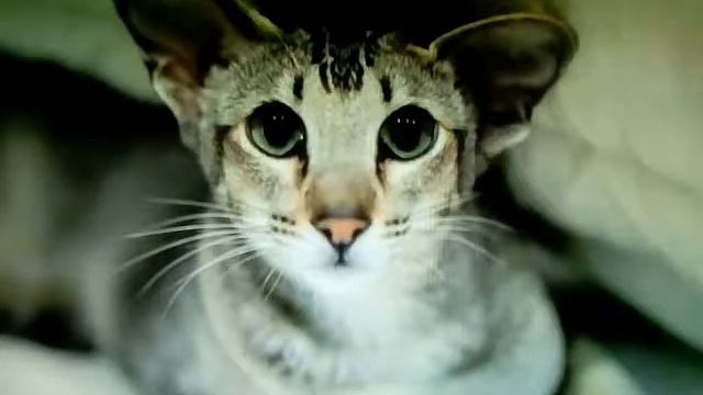 Всё Ориентальных котах 🐈🐱