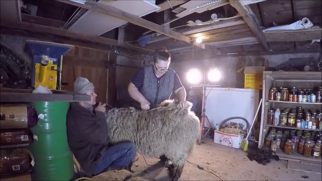 Стрижка овец... Март 18-2017...