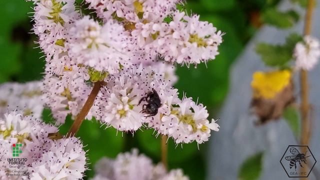 Plantas Para Abelhas - Mirra (Commiphora Myrrha)- Apoio Editais IFC: 13; 33; 41; 44; 61; 69/2020