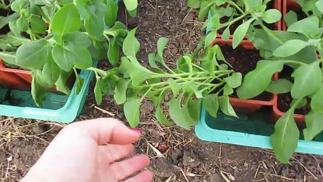 Клематисы,гацании,петунии переехали в теплицу.