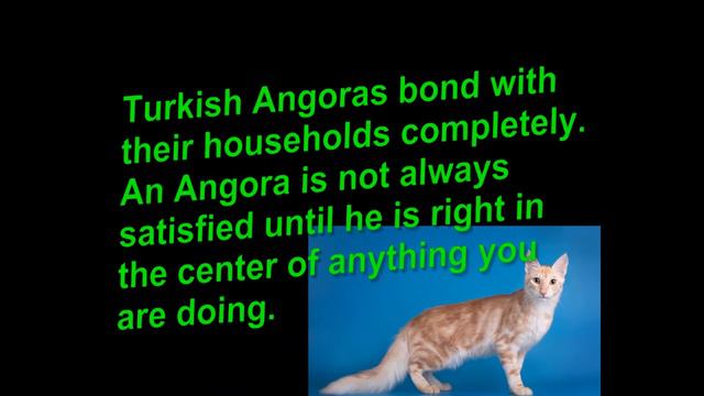 Turkish Angora Cat And Kittens | History Of The Turkish Historical Breed