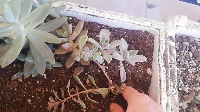 Büyük Sukulentleri Ne Yaptım ⁉️✔️kışa Hazırlık 🌵sukulentleri Toparlıyorum...