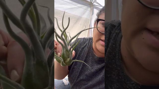 A Little About Tillandsia/air Plant Caput Medusae