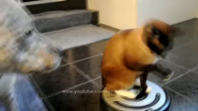 Кот ездит на пылесосе и бёт собаку :)