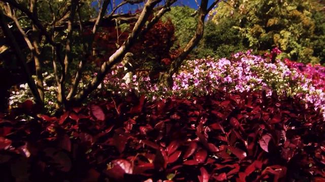 Tips For Designing Gardens | Garden Home (1713)