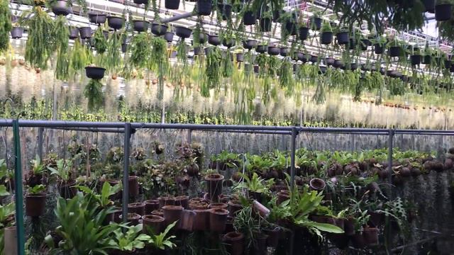 Joinflower Joinfolia Greenhouse