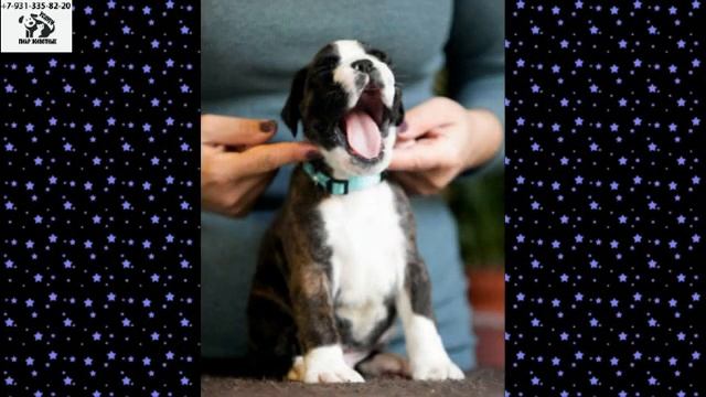 Щенки Боксера на продажу