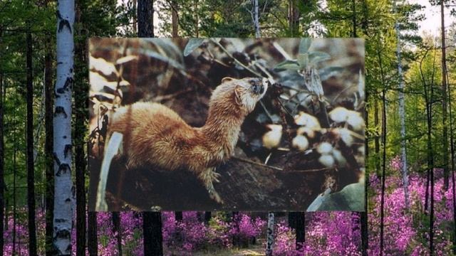 Моя коллекция. Комплект открыток Забайкалье 15 штук. Фото Н.Немнонова 1970 год