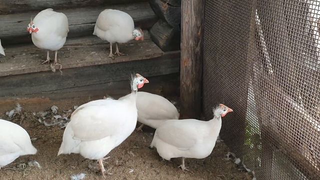 Нашествие ЗМЕЙ.  Цесарки и дальше лютуют. Дом для помидор. // Юлия Артуровна Vlog