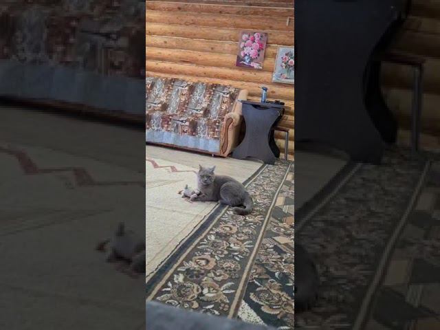 Тоша играется