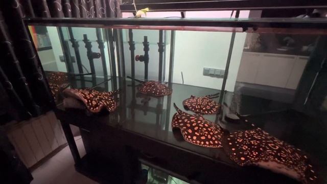 Неделя с момента заселения Черных скатов