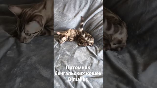 85653695420738cb648d9908ece61e2f