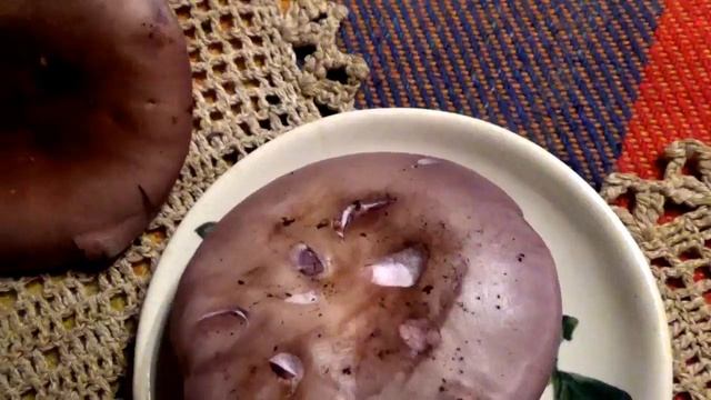 Рядовка фиолетовая в разрезе. Как распознать.