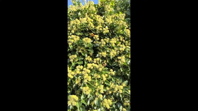 Bluszcz Pospolity -Hedera Helix- ZIMOZIELONE, Niezwykle MIODODAJNE Pnącze- Prezentacja Kwitnienia