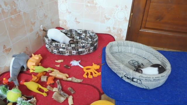 #ЩЕНКАМЧИХУА 68 ДНЕЙ#отзывДеревенскиеЛАКОМСТВА ЛЕЖАНКИ  ОБЗОР#КУПЛЮЧИХУАПРОДАМ#МАРИМИСТИКПИТОМНИКРК