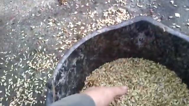Протравка семян пшеницы с помощью бетономешалки,самый простой способ протравки пшеницы