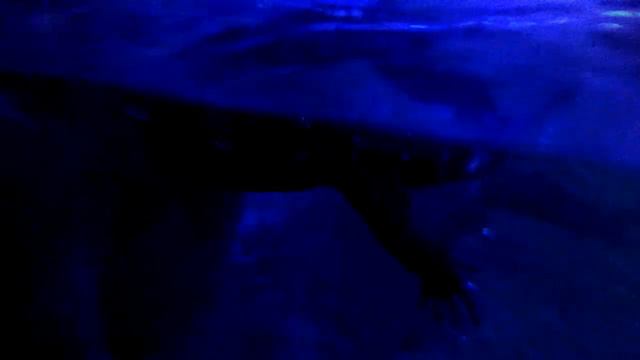 Океанариум 1