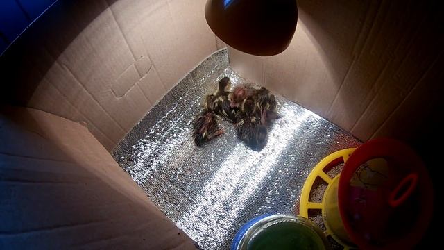 Вылупились индоутята (мускусная утка) 13/09/2018