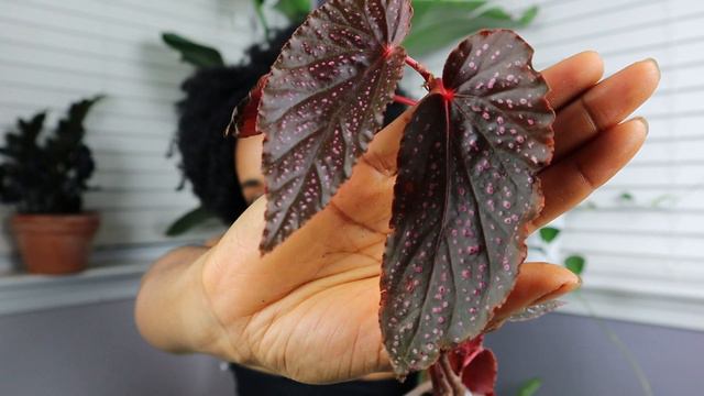 Plant Haul!!! | The Plant Whore Unboxing