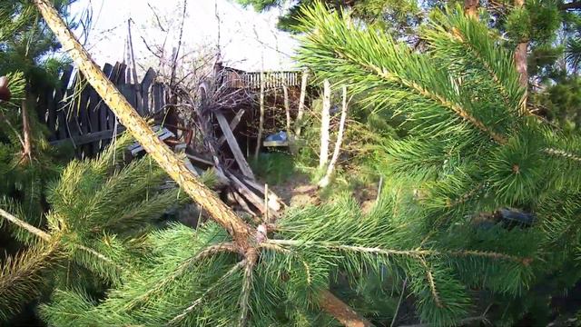 На даче в лесопосадке из за обильного выпадания снега пострадали сосны  в  2020 году