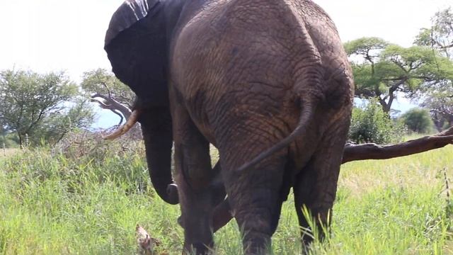 Stowell's African Elephant Safari Adventure 