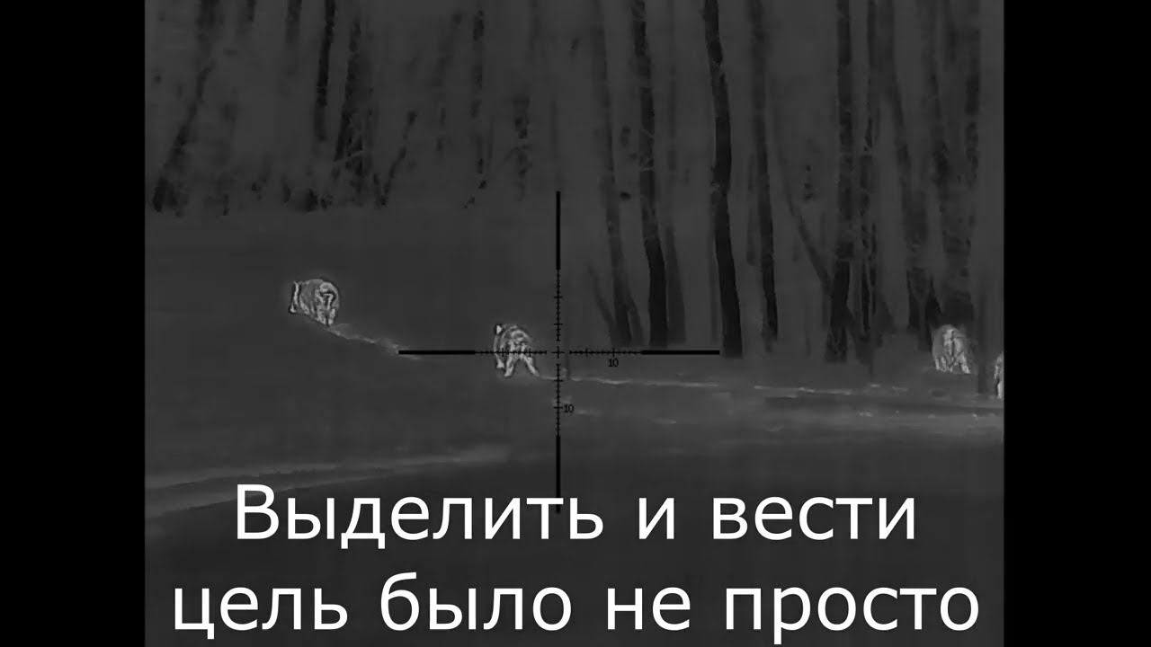 Охота с вышки на кабана сеголетка с тепловизионным прицелом RikaNV HRS 640 LRF