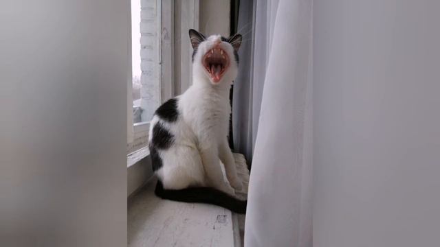 Кошка мяукает под фонограмму! 🤣🤣🤣