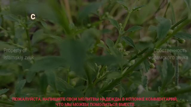  Деньги потекут к вам безостановочно уже через 5 минут  Привлечь богатство  Сура Ар-Рахман