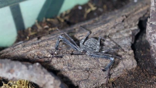 Ночная прогулка фрина (Damon Medius)