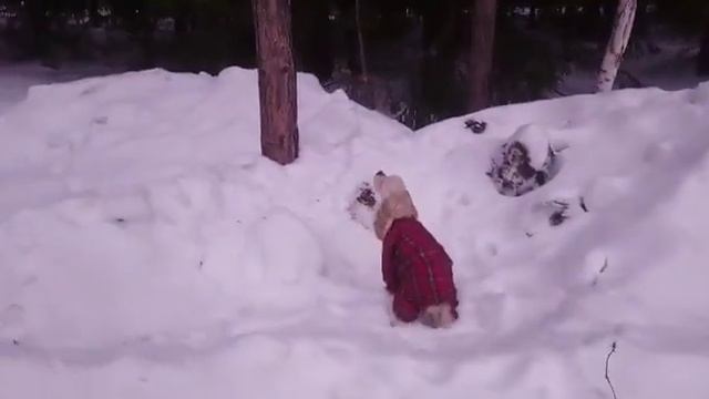 КОКЕР СПАНИЕЛЬ ПРОСИТ СНЯТЬ ПЕРЧАТКУ С ДЕРЕВА COCKER SPANIEL ASKS TO REMOVE THE GLOVE FROM THE TREE
