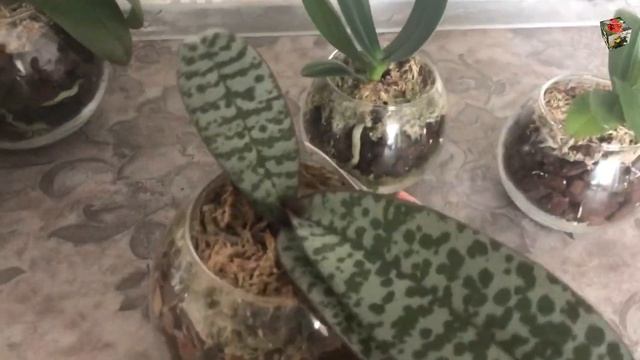 Обзор фаленопсисов в ЗС два месяца спустя: месяц без полива? - легко!