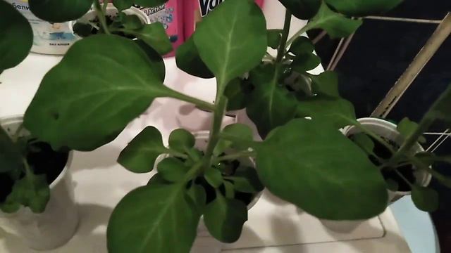 Черенкование петуний!