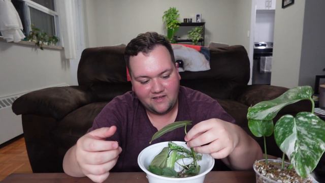 Another Plant Trade Unboxing 🥰 10 New Plants!