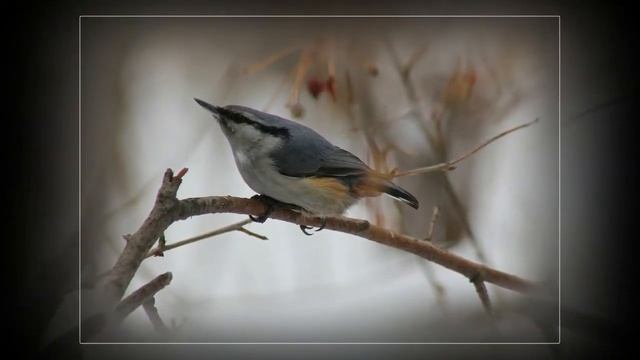 Птицы родного края