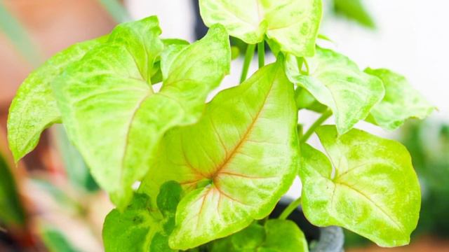 Top 8 Unique Varieties Of Syngonium #syngoniums #syngonium #colorplants