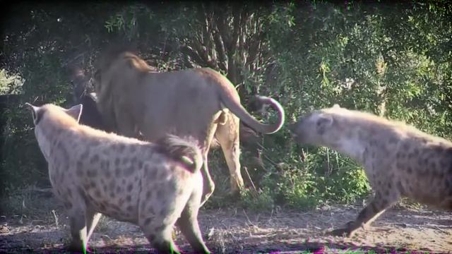 Terrifying Hyena Ambush By Wild Dogs Pack!