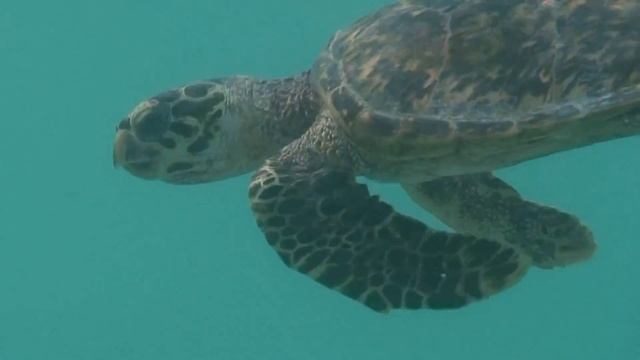 Поразительная Система Навигации У Черепах! Как возникла СЛОЖНЕЙШАЯ НАВИГАЦИОННАЯ СИСТЕМА черепах?