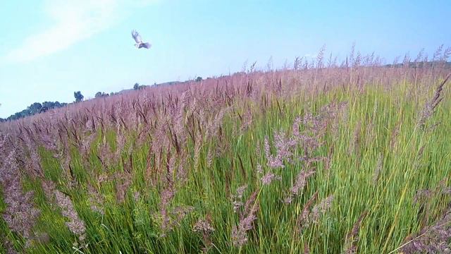 Венгерская выжла Адель по бегущей куропатке