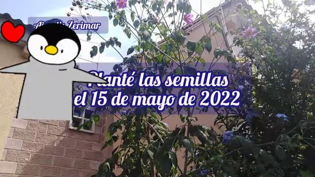 💟 Actualización De Las Dalias 😊🏡💖