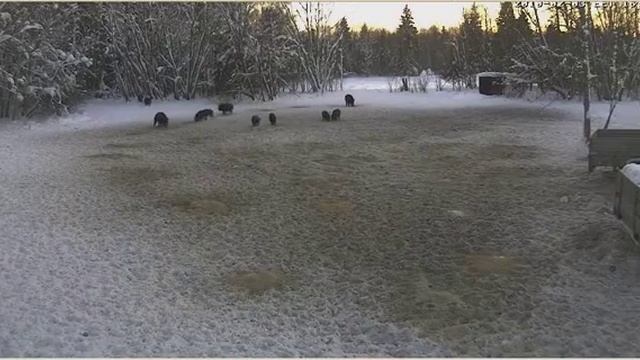 Вечерняя еда (Wild Pig Cam2)
