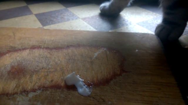 майонез - любимое лакомство котов