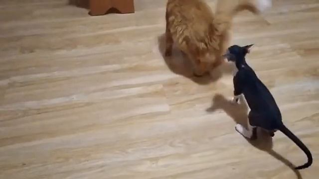 Воспитание драчливого кота