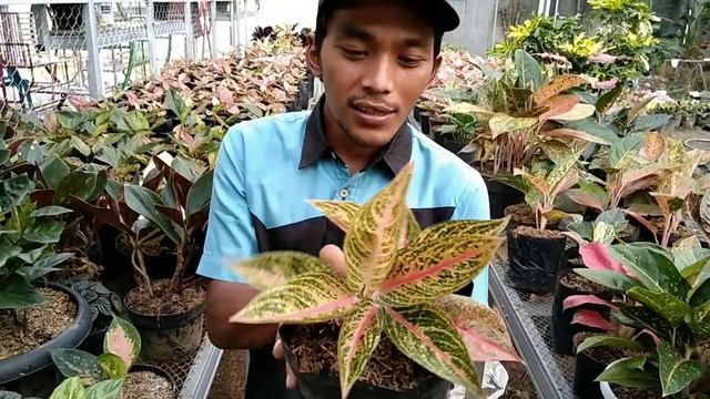 LELANG AGLONEMA DENGAN HARGA MURAH~ JENIS DAN HARGA AGLONEMA TERBARU PALING DICARI